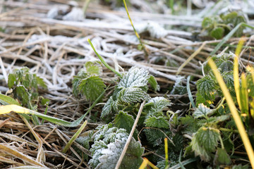Hoarfrost on the green leafs and stems of grass