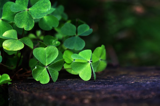 Shamrocks in summer forest on an old stump