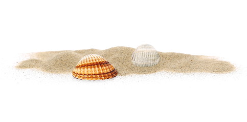 Sea shells in sand pile isolated on white background