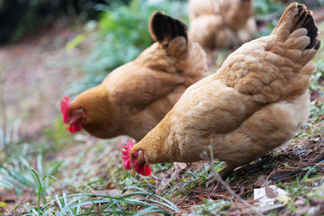hen on ground