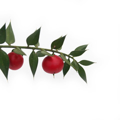 Ruscus aculeatus, known as butcher's-broom. Branch with red berries and green leaves on white background