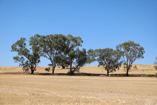 Summer in the Wheatbelt Region in Western Australia