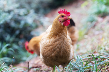 hen on ground
