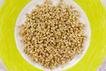 Sprouted green buckwheat on a plate overhead. Healthy raw diet concept.