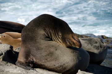 Californians sea lions enjoying Christmas sun in La Jolla