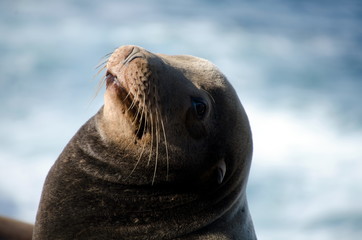 Fototapeta premium Californians sea lions enjoying Christmas sun in La Jolla