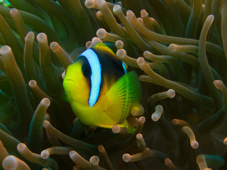 Red Sea Clown fish in Anemone