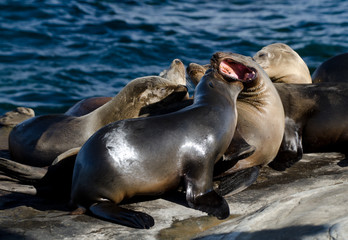 Californians sea lions enjoying Christmas sun in La Jolla