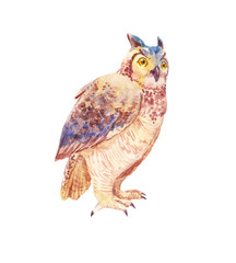 Watercolor brown owl or owl. Illustration of a seated bird