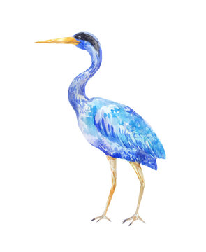 Watercolor blue heron. Illustration of a standing bird