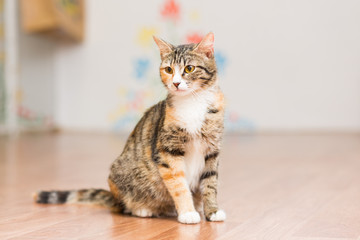 Pregnant cat tortoiseshell without breed sits on the floor