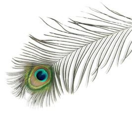 Obraz premium Peacock Feather
