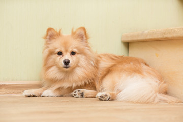 dog of German Spitz breed lies on the floor