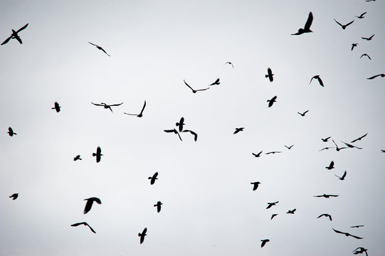 Vogelschwarm