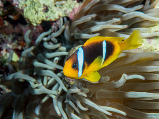Naklejka na ściany i meble Red Sea Clownfish in Anemone