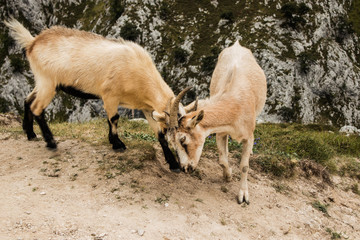 Mountain goats in the mountains