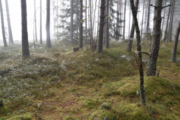 Forest with spider web a misty day