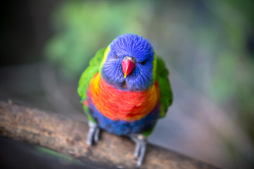 Rainbow Lorikeet