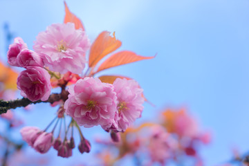 Cherry tree blossom on blue sky background