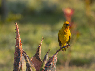 Cape Weaver, (Ploceus capensis), sitting on cactus looking right, eye very visible and bright yellow feathers, South Africa