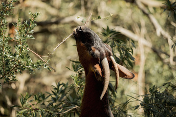 A brown goat is eating leaves from a branch
