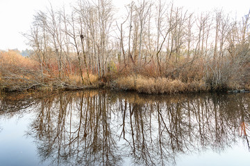 reflected winter trees on lake