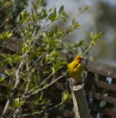 Cape Weaver, (Ploceus capensis), sitting on fence looking right, eye very visible and bright yellow feathers, with foliage in background. South Africa