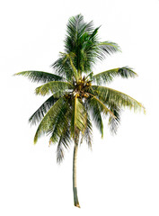 Naklejka na ściany i meble Coconut tree isolated on white background
