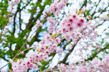 Cherry tree pink flowers blossoming twigs
