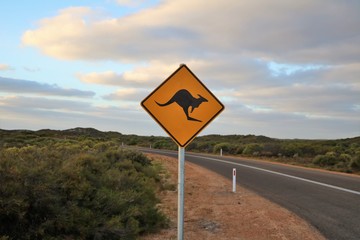Attention Kangaroo, Australia