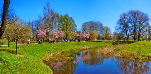 Fototapeta na wymiar Panoramic view of park with small river and flowering sakura