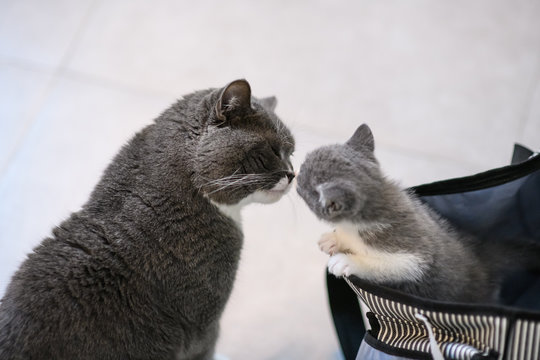 Big cat Kissing Kitten