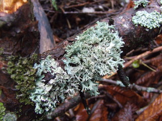 Lichen bleu sur une branche morte