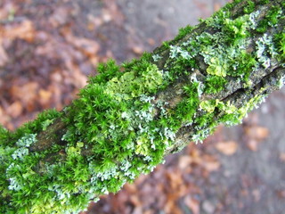 Lichens et mousses sur une branche de sureau