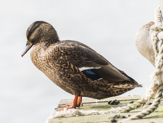 Duck