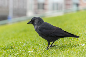 Crow on the green grass .