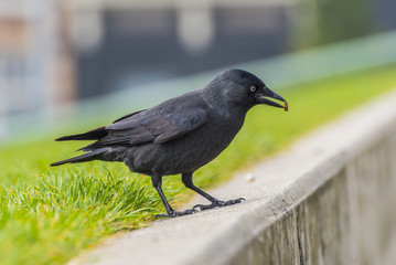 Crow on the green grass .