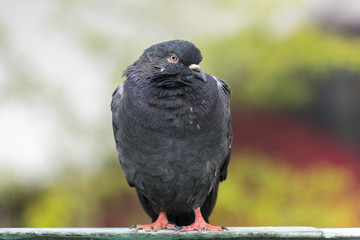 Pigeon