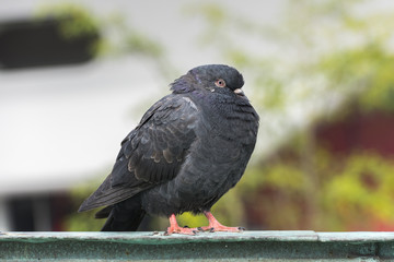 Pigeon