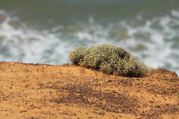 Australian beach and coast