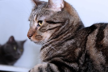 BROWN AND WHITE TABBY KITTEN