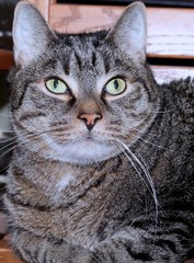 BROWN AND WHITE TABBY KITTEN