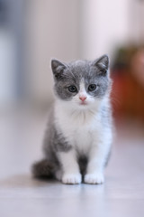 Cute kitten, indoor shooting