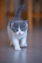 Cute kitten, indoor shooting