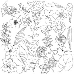 Botanical elements with hand drawn flowers and plants