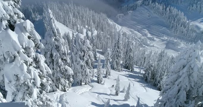 Aerial Drone Shot One Person Skiing Down Mountain Forest in Washington State Stevens Pass Cascades