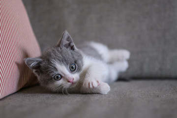 Cute kitten, indoor shooting