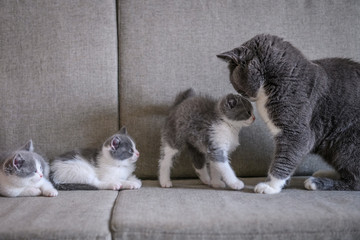 Cute kitten, indoor shooting