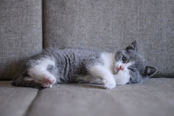 Cute kitten, indoor shooting