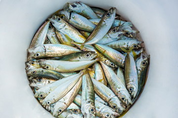 scull caught fishing lies in a white bucket, freshly caught fish